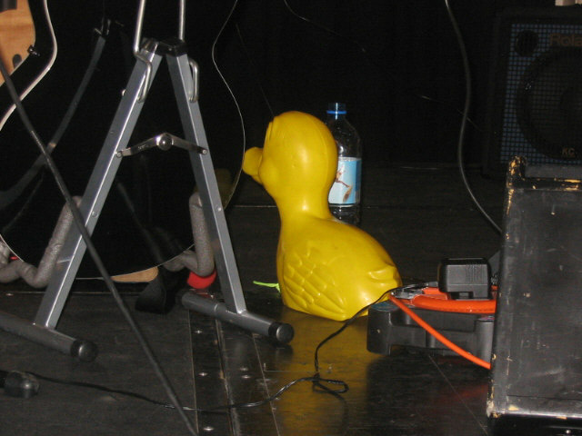 Duck